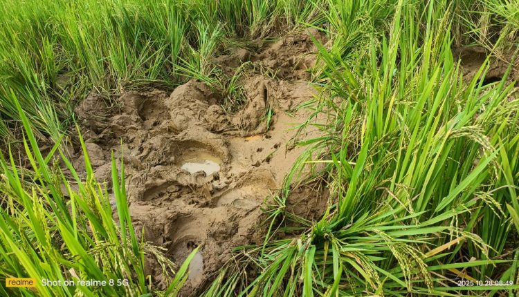 WhatsApp Image 2025-10-28 at 12.55.53 PM